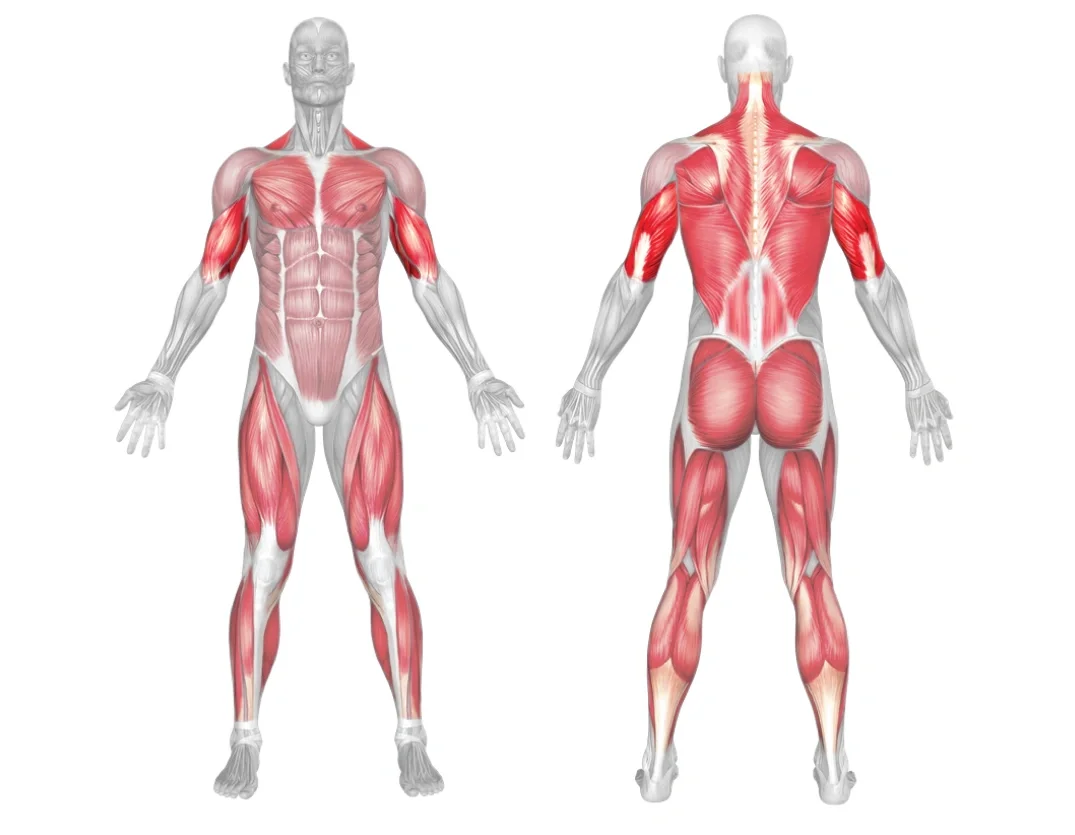 Bench muscle map showing training volume across the front and back of the body